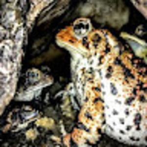 Meet your Posher, Clyde